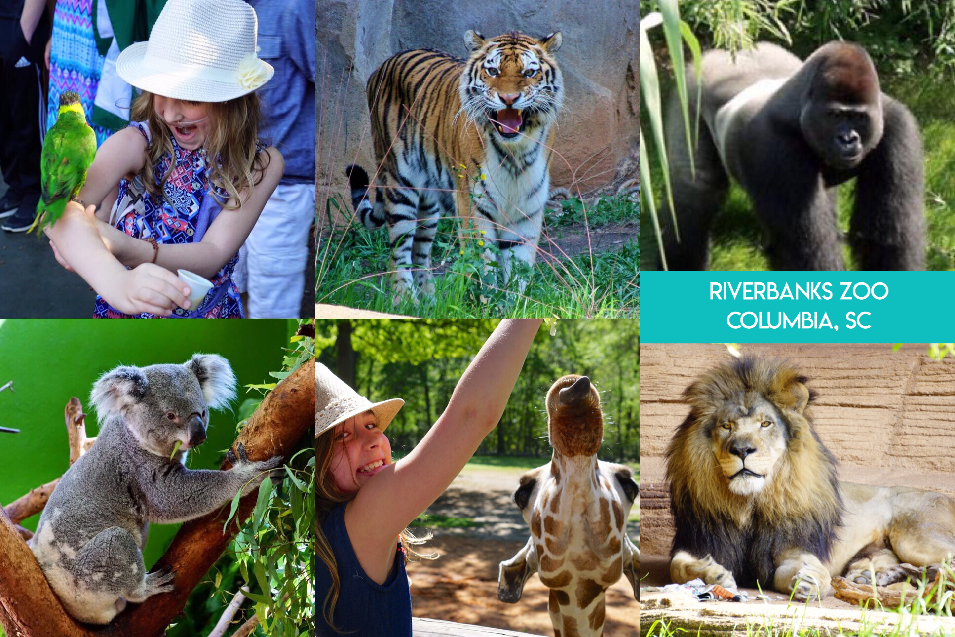 Learn the secret to saving thousands of dollars on visiting fun and educational places all across the nation, and even internationally, including zoos, aquariums, children’s museums, and science museums with the magic of reciprocal museum membership.