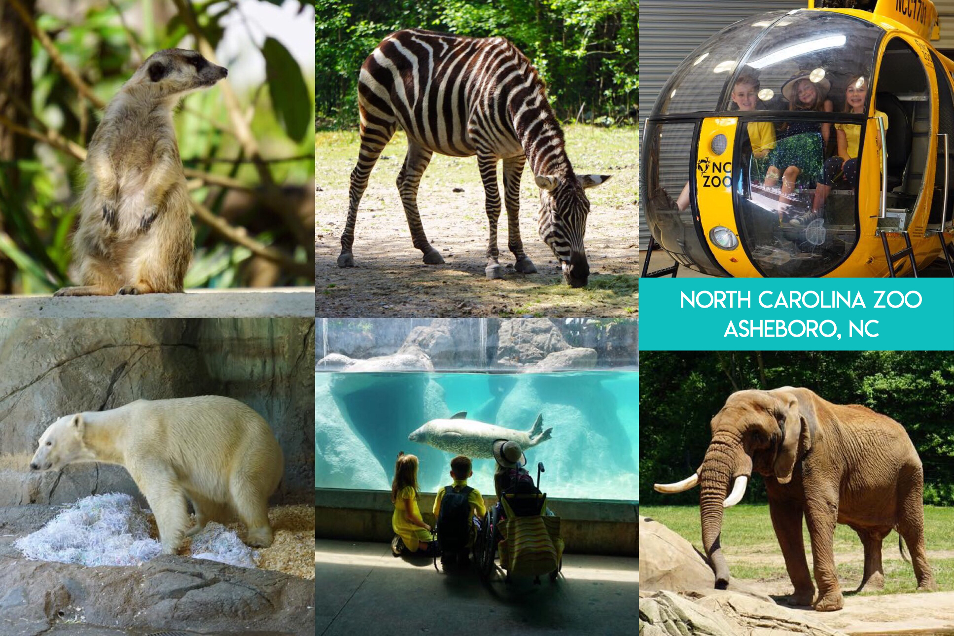 Learn the secret to saving thousands of dollars on visiting fun and educational places all across the nation, and even internationally, including zoos, aquariums, children’s museums, and science museums with the magic of reciprocal museum membership.