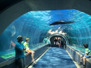 Pittsburgh Zoo and PPG Aquarium --Pittsburgh has a ton to offer for families! The hardest part is deciding what to enjoy. Check out our list of 15 fun things to do in Pittsburgh with kids!