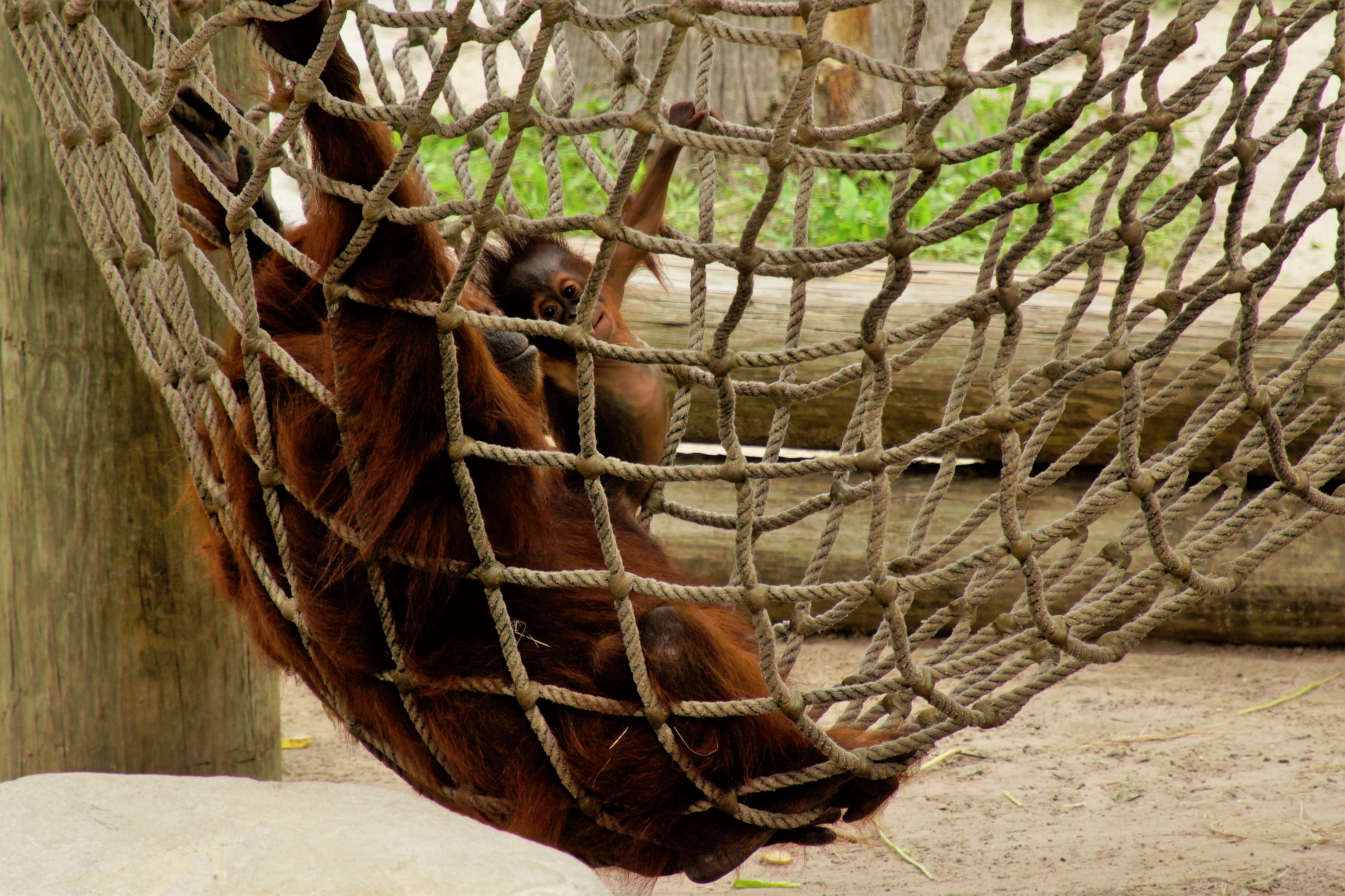 Zoo Tampa -Looking for some family fun in Florida? Here’s how have a terrific time in Tampa with kids and how you can save some big money on your visit.