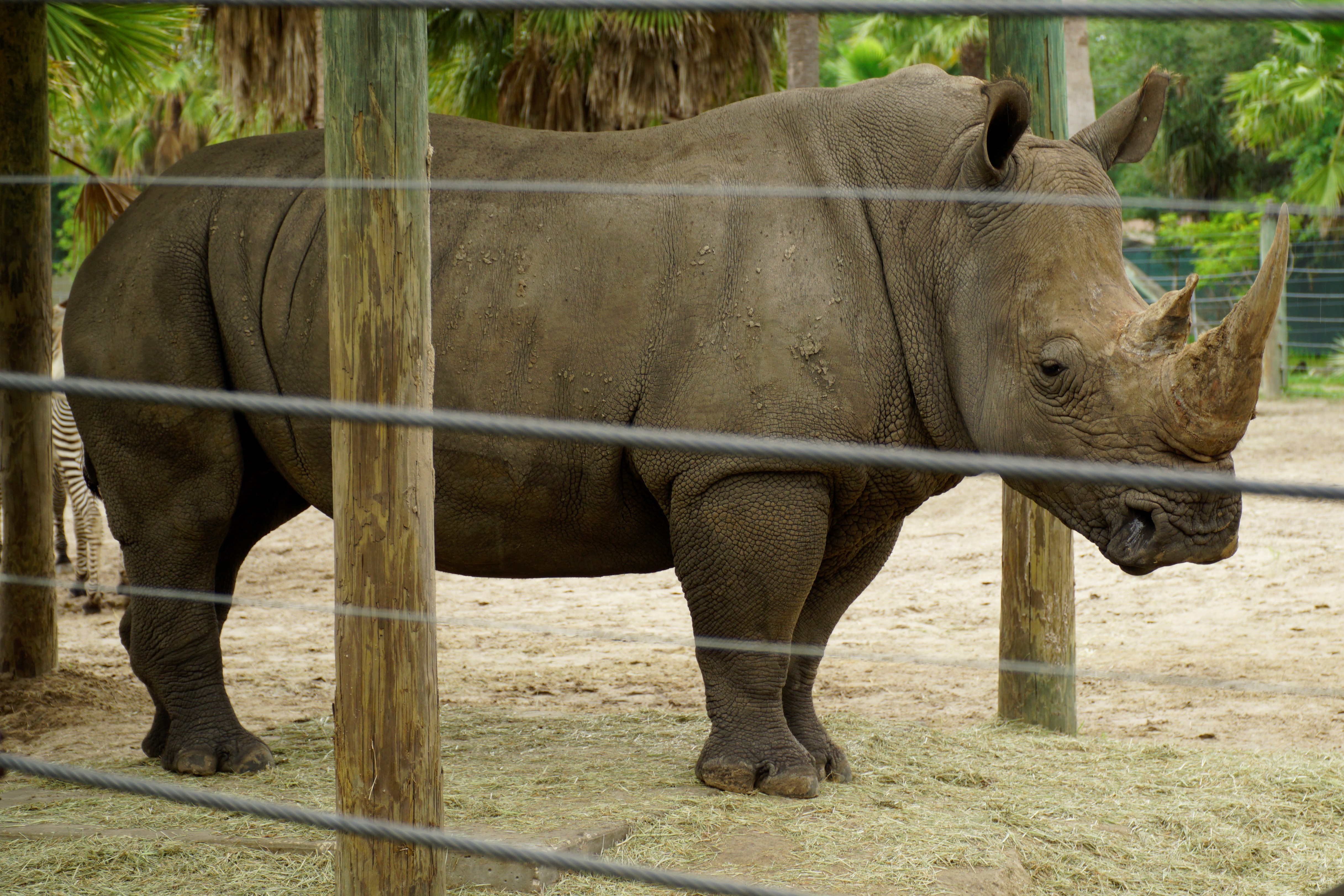 Zoo Tampa -Looking for some family fun in Florida? Here’s how have a terrific time in Tampa with kids and how you can save some big money on your visit.