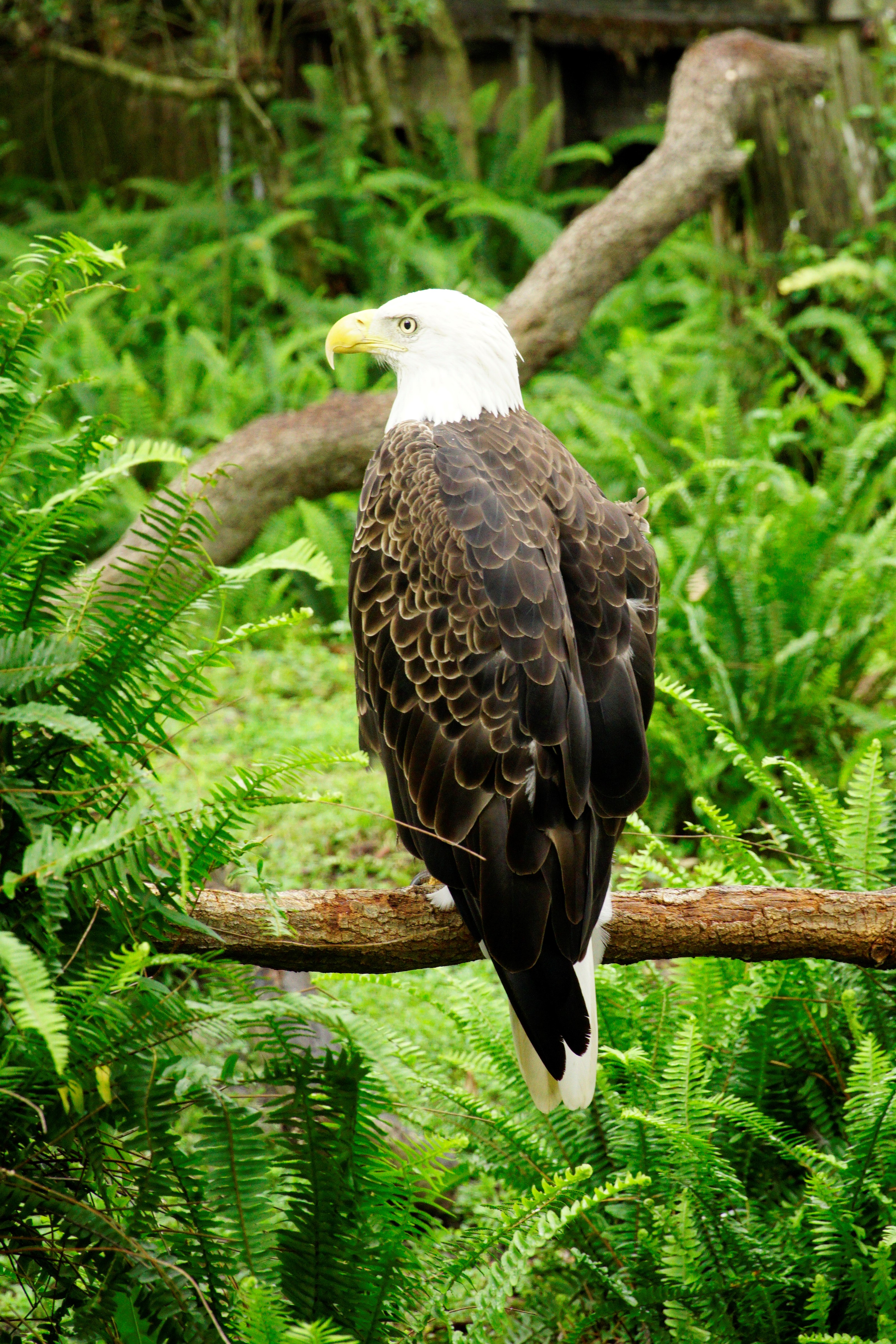 Zoo Tampa -Looking for some family fun in Florida? Here’s how have a terrific time in Tampa with kids and how you can save some big money on your visit.