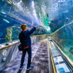 Aquarium of the Bay San Francisco with Kids