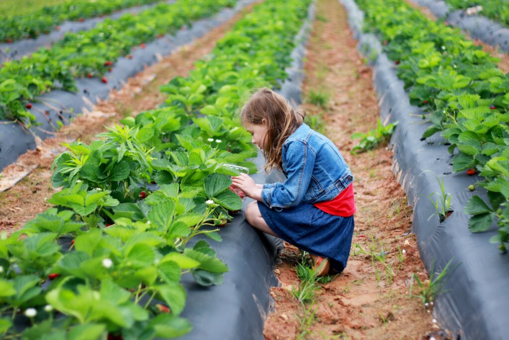 Young girls picks strawberries at a Pick Your Own produce farm. - Safe Summer Bucket List – 100 Ways to Have Fun This Summer While Social Distancing