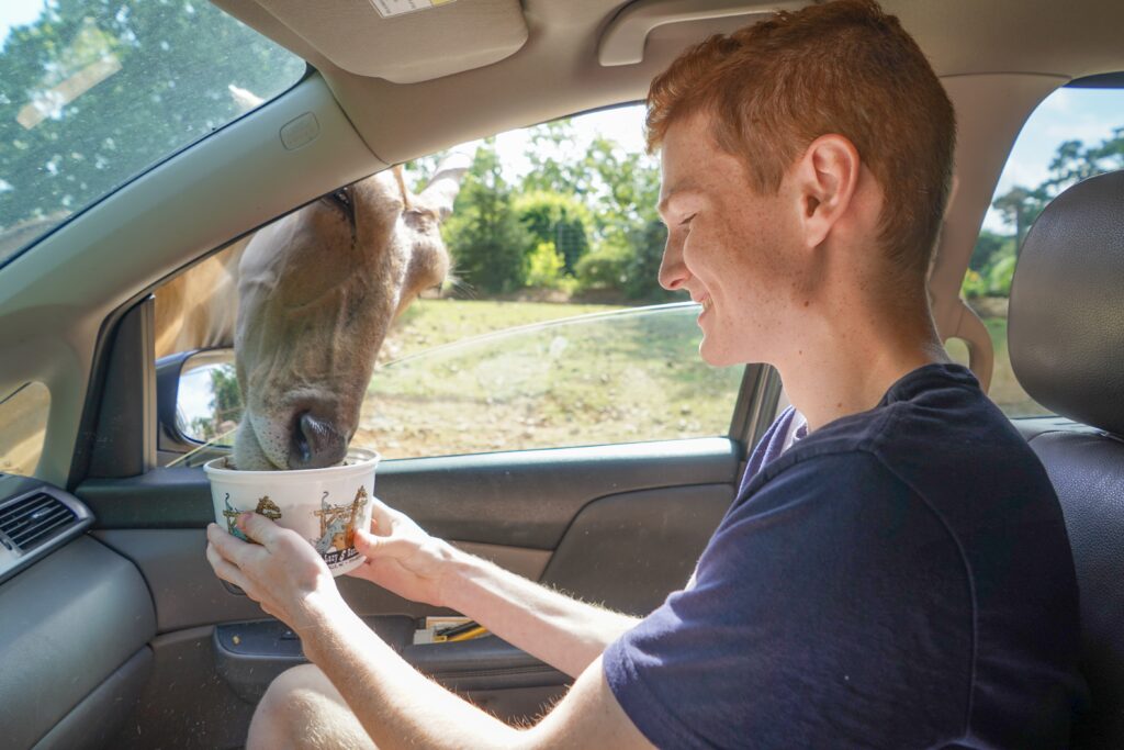 Teen boy feeds animal from vehicle at the Lazy 5 Ranch. One way to see some animals super safely is to head to a drive-through Safari type park. We have one called Lazy 5 Ranch about an hour away. You can even feed some of the animals right from your window if you are brave enough! 